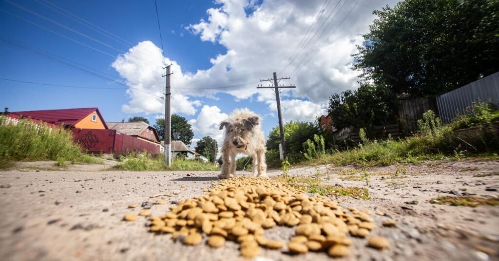 Persona acercándose con comida a un perro abandonado