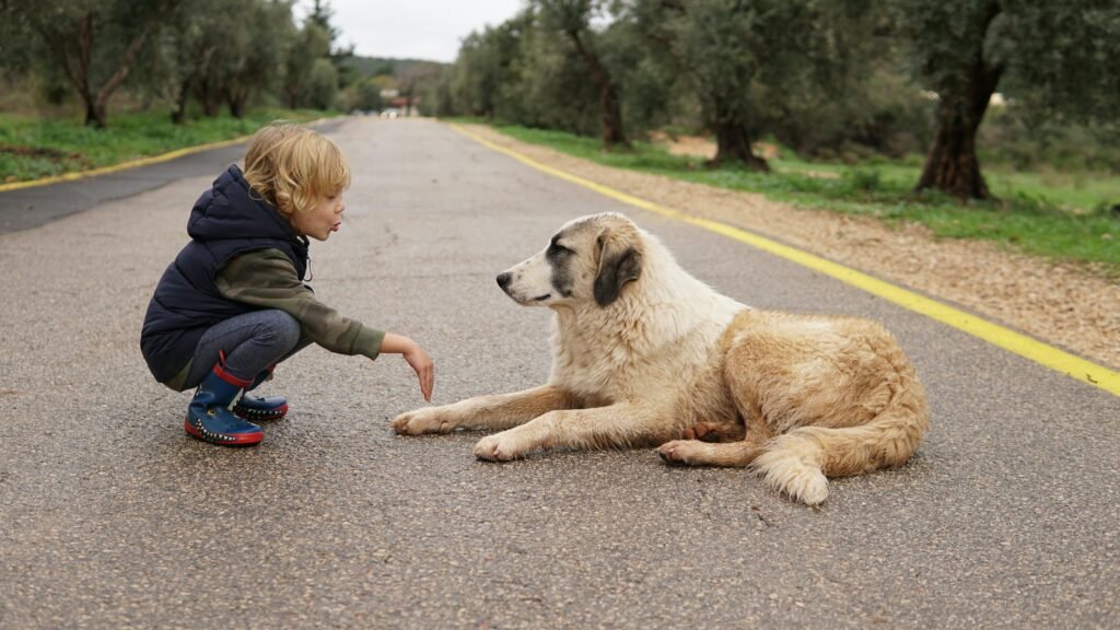 Persona acercándose con calma a un perro abandonado