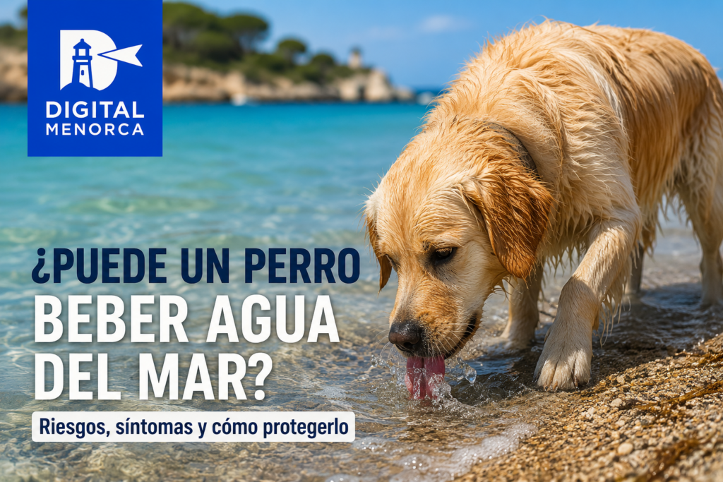 ¿Puede un perro beber agua del mar? Descubre los riesgos del agua salada, los síntomas de intoxicación y cómo protegerlo en las playas de Menorca.